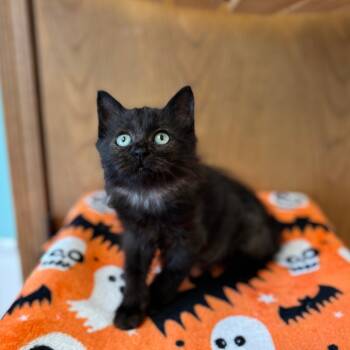 Rescue Domestic Medium Hair Cats for Adoption in Fargo, North Dakota - Bedbug | PetCurious