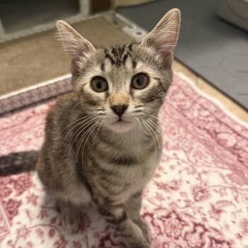 Chappell -  Domestic Short Hair Cat for Adoption in Chandler, Arizona - Chappell | PetCurious