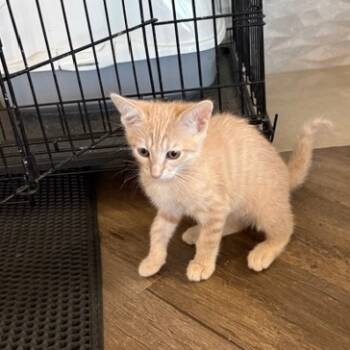 Rescue Domestic Short Hair Cats for Adoption in Elfin Forest, California - Sandy | PetCurious