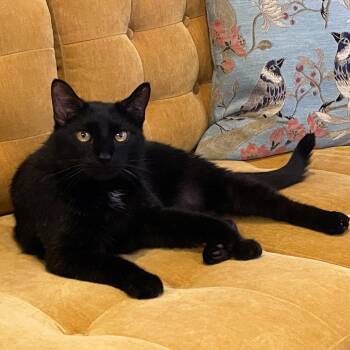 Bingo -  Domestic Short Hair Cat for Adoption in Chicago, Illinois - Bingo | PetCurious