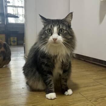Sammy -  Domestic Long Hair Cat for Adoption in Hammond, Louisiana - Sammy | PetCurious