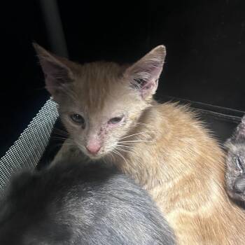 Cheddar -  Domestic Short Hair Cat for Adoption in Philadelphia, Pennsylvania - Cheddar | PetCurious