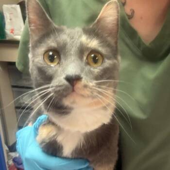 Nezuko -  Domestic Short Hair Cat for Adoption in Flagstaff, Arizona - Nezuko | PetCurious