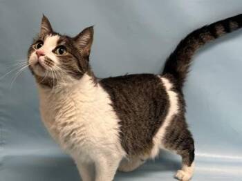 Tera -  Domestic Short Hair Cat for Adoption in Woodbury, Minnesota - Tera | PetCurious