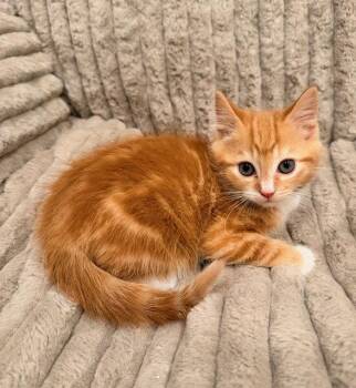 Domestic Short Hair Cats Available for Adoption in Buford, Georgia - Barry | PetCurious