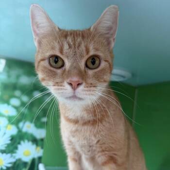 Sunny -  Domestic Short Hair Cat for Adoption in Nashville, Tennessee - Sunny | PetCurious