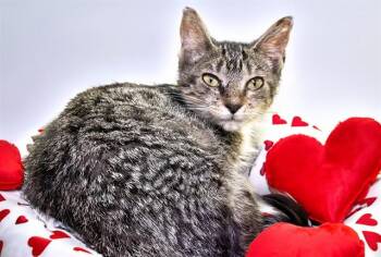 Domestic Short Hair Cats Available for Adoption - TABITA | PetCurious