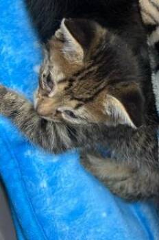 CHICA -  Domestic Short Hair Cat for Adoption in San Antonio, Texas - CHICA | PetCurious