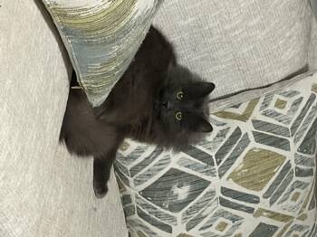 Domestic Long Hair Cats Available for Adoption - Pillsbury Doughboy  | PetCurious