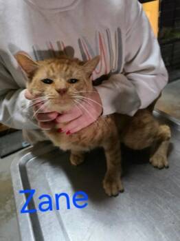 Rescue Domestic Short Hair Cats for Adoption in Zimmerman, Minnesota - Zane | PetCurious