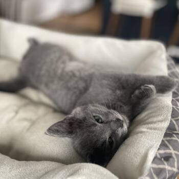 Domestic Short Hair Cats Available for Adoption - Zhaan | PetCurious