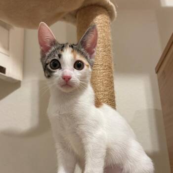 Domestic Short Hair Cats Available for Adoption in Ewa Beach, Hawaii - Twiggy | PetCurious