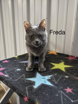 Freda -  American Shorthair Cat for Adoption in Big Rapids, Michigan - Freda | PetCurious
