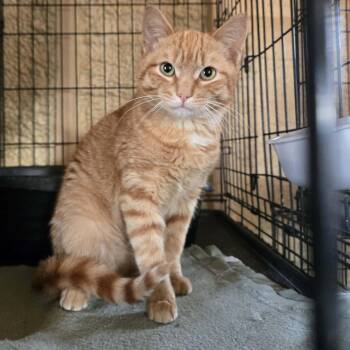 Domestic Short Hair Cats Available for Adoption in Park Falls, Wisconsin - Claire | PetCurious