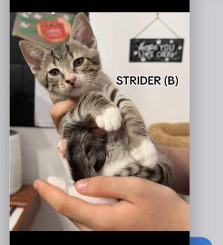 Strider -  Domestic Short Hair Cat for Adoption in Sneads Ferry, North Carolina - Strider | PetCurious