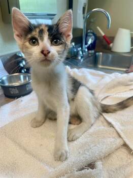 COD -  Domestic Short Hair Cat for Adoption in Clyde, North Carolina - COD | PetCurious