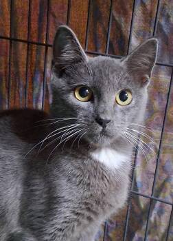Big Bend -  Domestic Short Hair Cat for Adoption in INDN HBR BCH, Florida - Big Bend | PetCurious