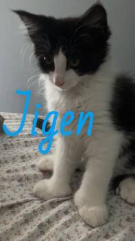 Rescue Domestic Medium Hair Cats for Adoption in Carthage, New York - Jigen | PetCurious