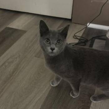 Pippa -  Domestic Short Hair Cat for Adoption in Springfield, Ohio - Pippa | PetCurious