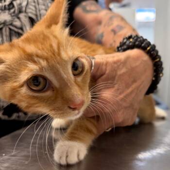 Romilly -  Domestic Short Hair Cat for Adoption in Las Vegas, Nevada - Romilly | PetCurious