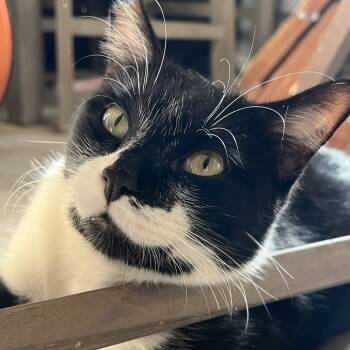 Rescue Domestic Short Hair Cats for Adoption in Los Angeles, California - Romeo | PetCurious