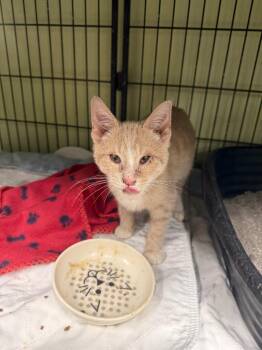 Domestic Short Hair Cats Available for Adoption - Light Bulb | PetCurious