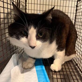 IVHS-Stray-143215 -  Domestic Short Hair Cat for Adoption in San Gabriel, California - IVHS-Stray-143215 | PetCurious