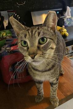 Rescue Domestic Short Hair Cats for Adoption in West Lawn, Pennsylvania - Riva | PetCurious