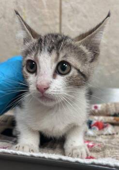 Maserati -  Domestic Short Hair Cat for Adoption in Honolulu, Hawaii - Maserati | PetCurious