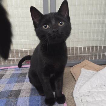 Sabrina Marie -  Domestic Short Hair Cat for Adoption in Oshkosh, Wisconsin - Sabrina Marie | PetCurious