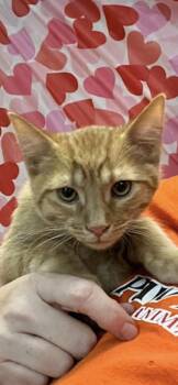 Domestic Short Hair Cats Available for Adoption - Rudolph | PetCurious