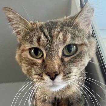 Princess Peach -  Domestic Short Hair Cat Available for Adoption in Robinson, Illinois - Princess Peach | PetCurious