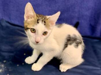 JACK -  Domestic Short Hair Cat for Adoption in Moreno Valley, California - JACK | PetCurious