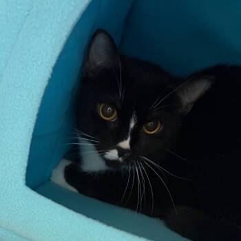 Vita -  Domestic Short Hair Cat for Adoption in Scituate, Massachusetts - Vita | PetCurious