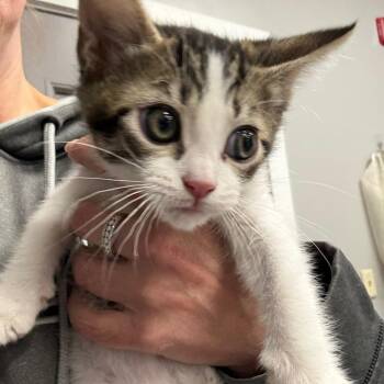 Domestic Short Hair Cats Available for Adoption in Normal, Illinois - Gary | PetCurious