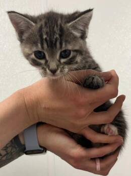 Domestic Short Hair Cats Available for Adoption in Minot, North Dakota - Mantis | PetCurious