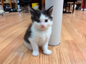2026-65 Finral - in foster -  Domestic Short Hair Cat for Adoption in Windsor, Connecticut - 2026-65 Finral - In Foster | PetCurious