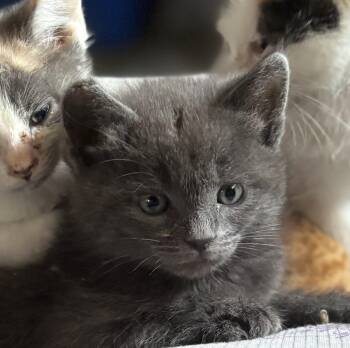 Wolfgang -  Russian Blue and Nebelung Cat Available for Adoption in Hi Vista, California - Wolfgang | PetCurious