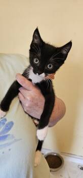 Rescue Domestic Short Hair Cats for Adoption in Powder Springs, Georgia - Meenie | PetCurious