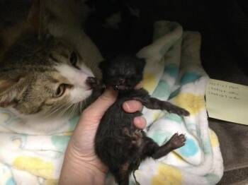 Domestic Short Hair Cats Available for Adoption in Thousand Palms, California - A1909167 | PetCurious