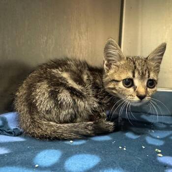 Moth -  Domestic Short Hair Cat for Adoption in Columbus, Georgia - Moth | PetCurious