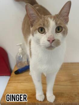 Rescue Domestic Short Hair Cats for Adoption in Dauphin, Manitoba - Ginger | PetCurious