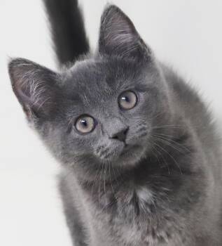 Poppy is petite and perfect - And so darn snuggly -  Russian Blue Cat for Adoption in Bedford Hills, New York - Poppy Is Petite And Perfect - And So Darn Snuggly | PetCurious