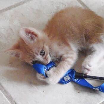 Scooter -  Domestic Short Hair Cat for Adoption in Largo, Florida - Scooter | PetCurious