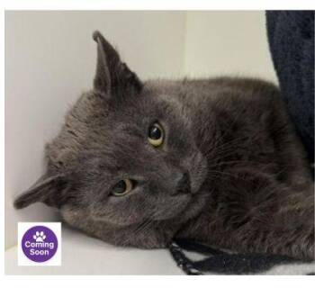 Domestic Short Hair Cats Available for Adoption - Dash | PetCurious