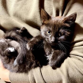 Domestic Short Hair Cats Available for Adoption - Oliver | PetCurious