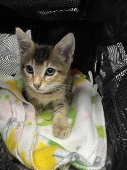 HONEY -  Domestic Short Hair Cat for Adoption in Fort Lauderdale, Florida - HONEY | PetCurious