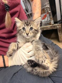 Domestic Medium Hair Cats Available for Adoption in Fort Walton Beach, Florida - YUJI | PetCurious