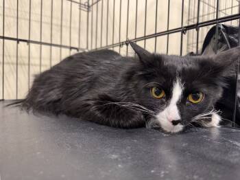 Rescue Domestic Long Hair Cats for Adoption in Plymouth, Michigan - Honey Bee | PetCurious