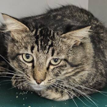 Rescue Domestic Medium Hair Cats for Adoption in Kingman, Kansas - Fritz | PetCurious